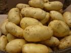 供应马铃薯新品种