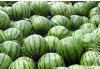 供应西瓜—西瓜种子
