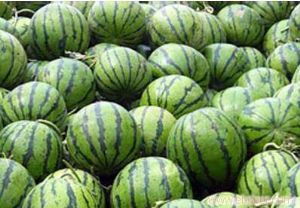 供应西瓜—西瓜种子