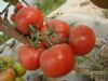 供应多玛 耐低温红果番茄