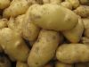 供应优质马铃薯种薯