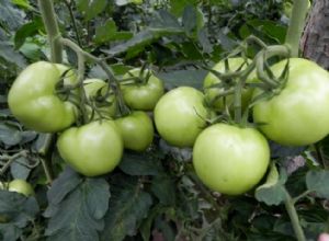 供应玉魄—番茄种子