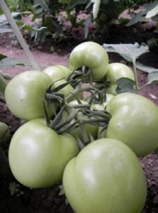 供应金魄—番茄种子