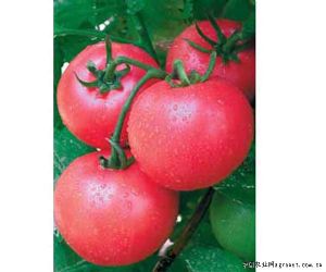 供应精品西红柿种子