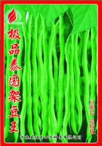 供应泰国架豆王—菜豆种子