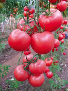 供应迪丽雅—番茄种子