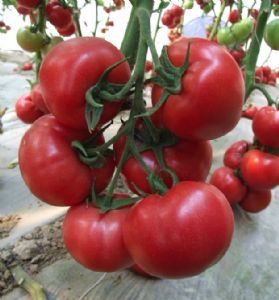 供应兴农818F1—番茄种子