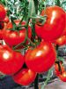 供应大红袍番茄种苗