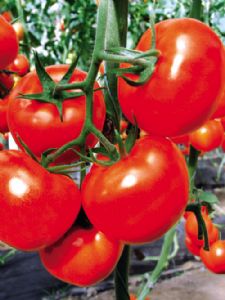 供应大红袍番茄种苗