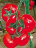 供应百圣—番茄种苗