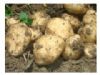 供应脱毒马铃薯—马铃薯种子