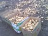 供应东北优质土豆及土豆种子