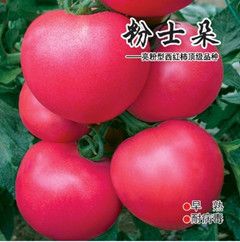 供应番茄粉士朵种子