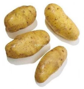 供应优质脱毒马铃薯、薯种、北京三号白菜