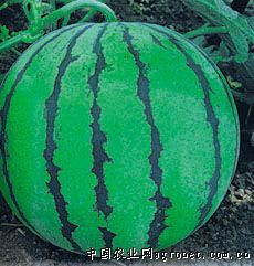 供应美樽—西瓜种子