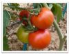 供应巨粉宝玉—番茄种子