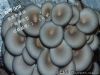 供应双平008—平菇菌种