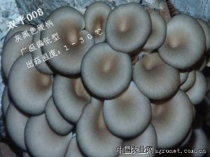 供应双平008—平菇菌种