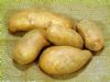 供应新鲜优质土豆