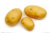 供应优质荷兰土豆