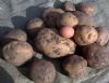 供应杠9土豆