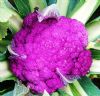 供应紫色花菜种子