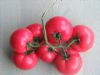 供应西红柿种苗