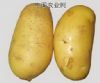 供应主产区优质土豆