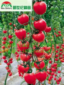 供应番茄粉特丽—番茄种子
