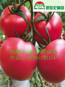 供应粉贵妃—番茄种子