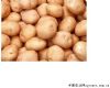 大量批发出售黑龙江绿色马铃薯