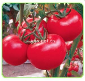 供应番茄种子-德福301