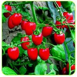 供应番茄种子——德福612