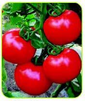 番茄种子：德福304