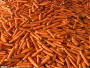 供应大量胡萝卜，大白菜