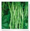 供应绿豇一号—豇豆种子