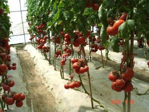 供应红果番茄7181——番茄种子