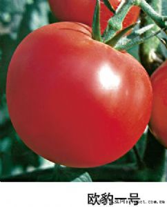 供应欧豹一号—番茄种子