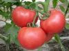 供应番茄种子艾力斯特