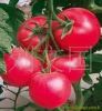 供应金红硕 F1大红番茄种子