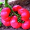 供应中粉8号 F1番茄种子