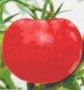 供应国萃王冠 F1番茄种子
