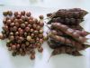 供应高品质红河特产蔬菜木豆