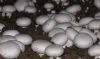 供应 雙孢菇；Bisporus