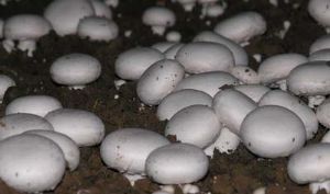 供应 雙孢菇；Bisporus