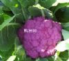 供应紫色花椰菜种子