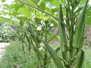 供应补充体力的神奇蔬菜黄秋葵—黄秋葵种子