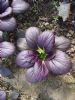 供应紫油菜种子—野生蔬菜种子