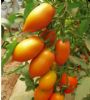供应沃德黄冠—番茄种子