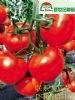 供应优质高产番茄大红袍种子种苗